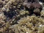 A leopard shark hides in the Dead Coral Zone of the inner reef flat. Here, dead corals are colonized by (mainly) noncalcareous algae.